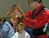 Andrea's Tate at a Cat Show in Isselburg, Germany